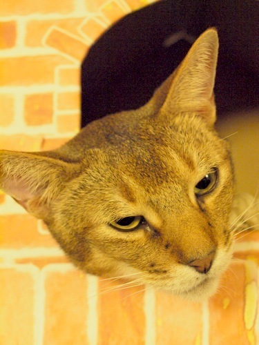 joli!joli!のおうちごはんとおかしとねこ♪