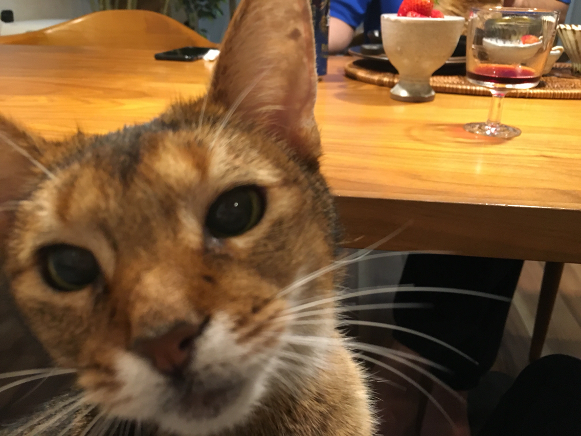 猫のしつけはしていません おうちごはんとおかしとねこ Powered By ライブドアブログ