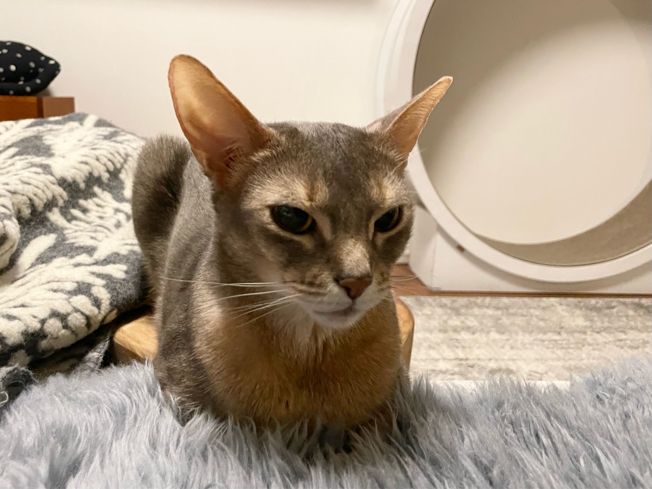 お手手ないない できた おうちごはんとおかしとねこ Powered By ライブドアブログ