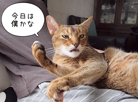 P4174878 のコピー