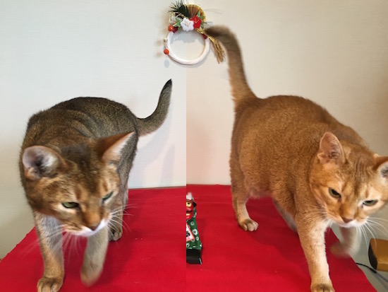 IMG_7665 のコピー