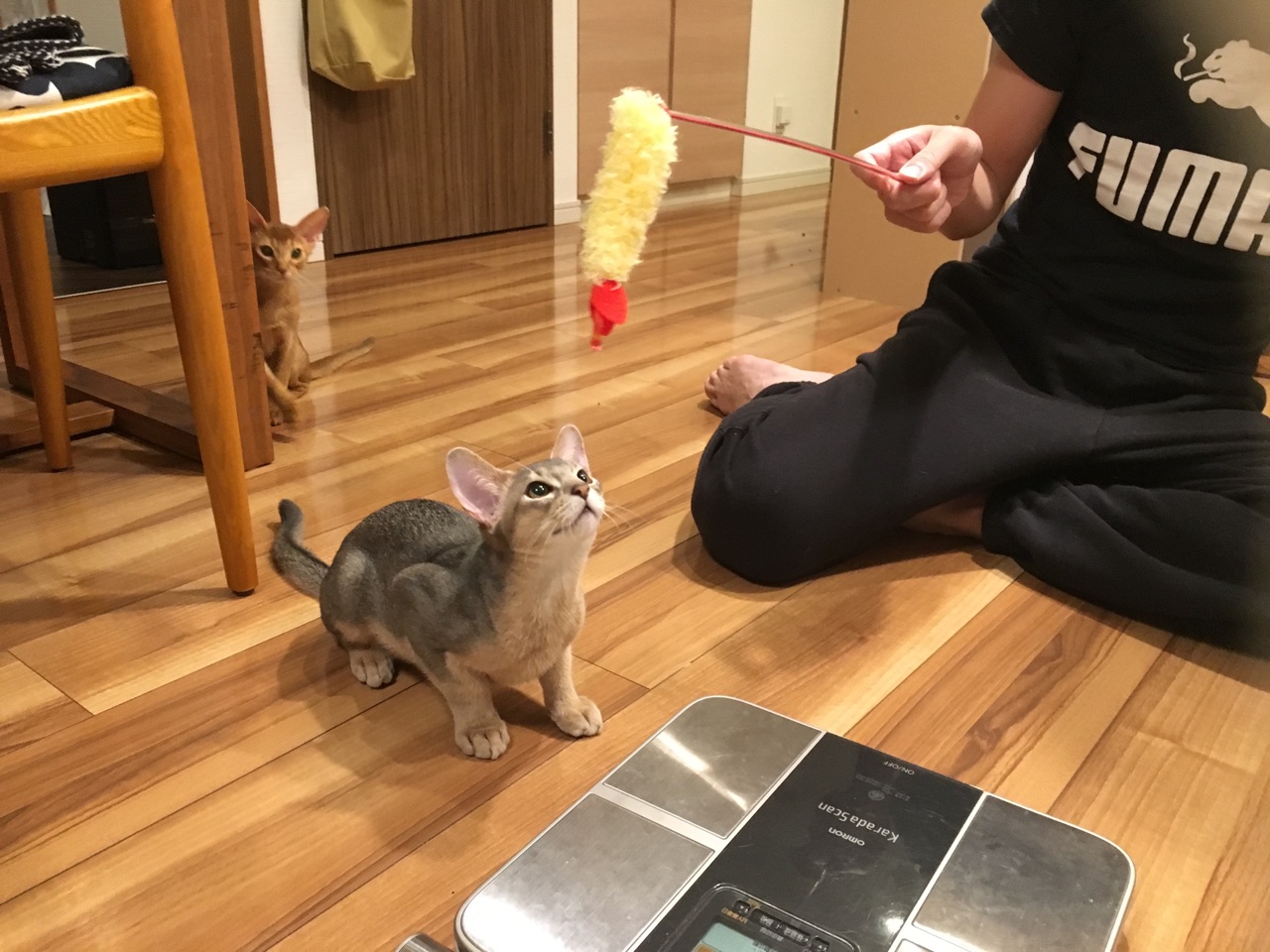 子猫時代のとのひめ 生後4ヶ月頃の体重測定とか おうちごはんとおかしとねこ Powered By ライブドアブログ 子猫時代のとのひめ 生後4ヶ月頃の体重測定とか おうちごはんとおかしとねこ Powered By ライブドアブログ