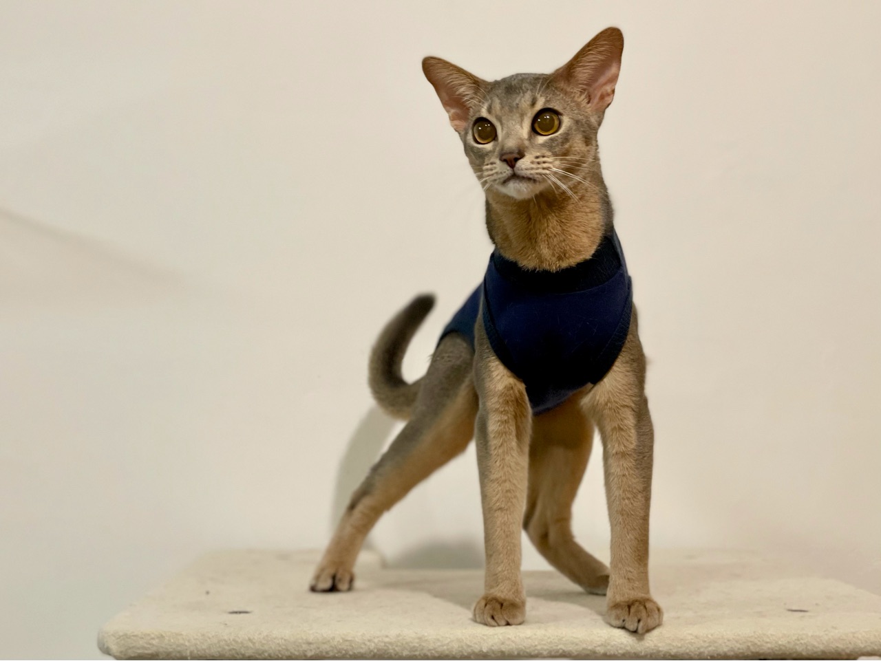 わか坊 術後服の練習 おうちごはんとおかしとねこ Powered By ライブドアブログ わか坊 術後服の練習 おうちごはんとおかしとねこ Powered By ライブドアブログ