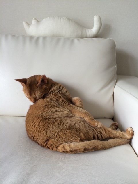 {DC80810E-ACAA-4154-9B2C-9FAB9CEC643B:01}