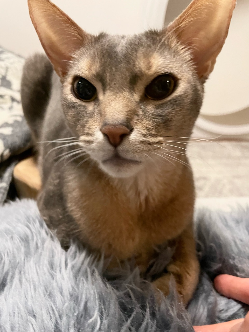 お手手ないない できた おうちごはんとおかしとねこ Powered By ライブドアブログ