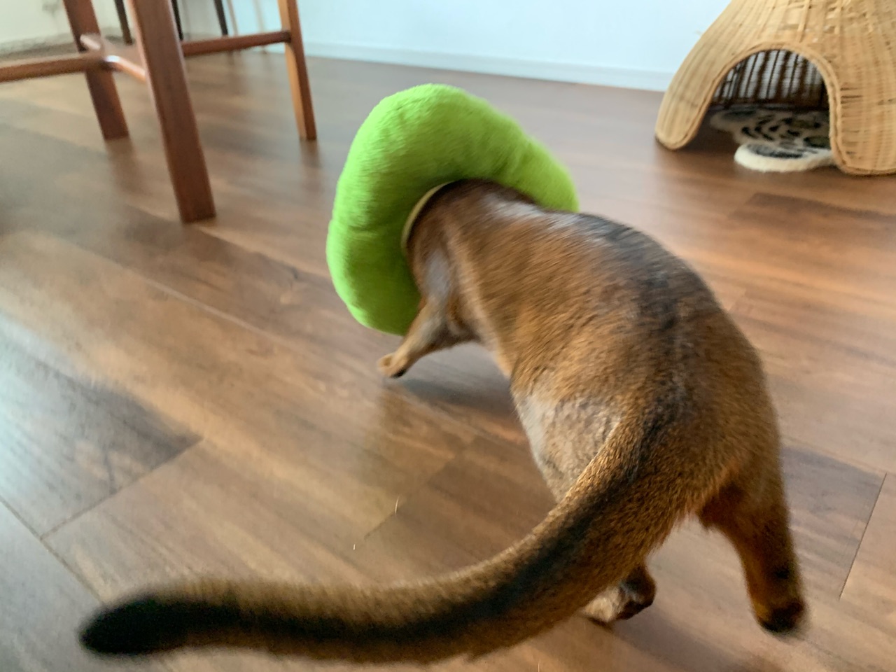 ダイソーの走るねずみを 静かに追い続ける猫たち おうちごはんとおかしとねこ Powered By ライブドアブログ ダイソーの走るねずみを 静かに追い続ける猫たち おうちごはんとおかしとねこ Powered By ライブドアブログ
