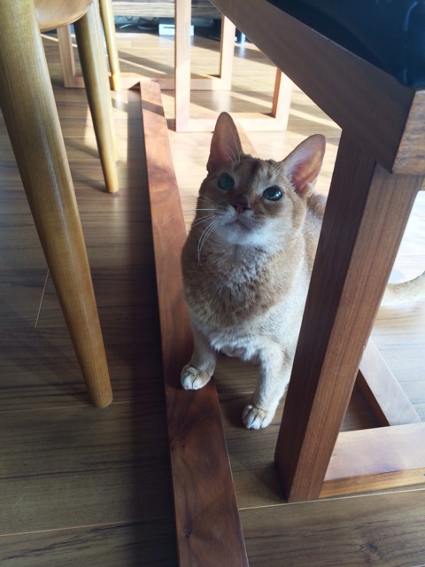 {488B3699-0874-4567-AC2F-564E9D49C985:01}