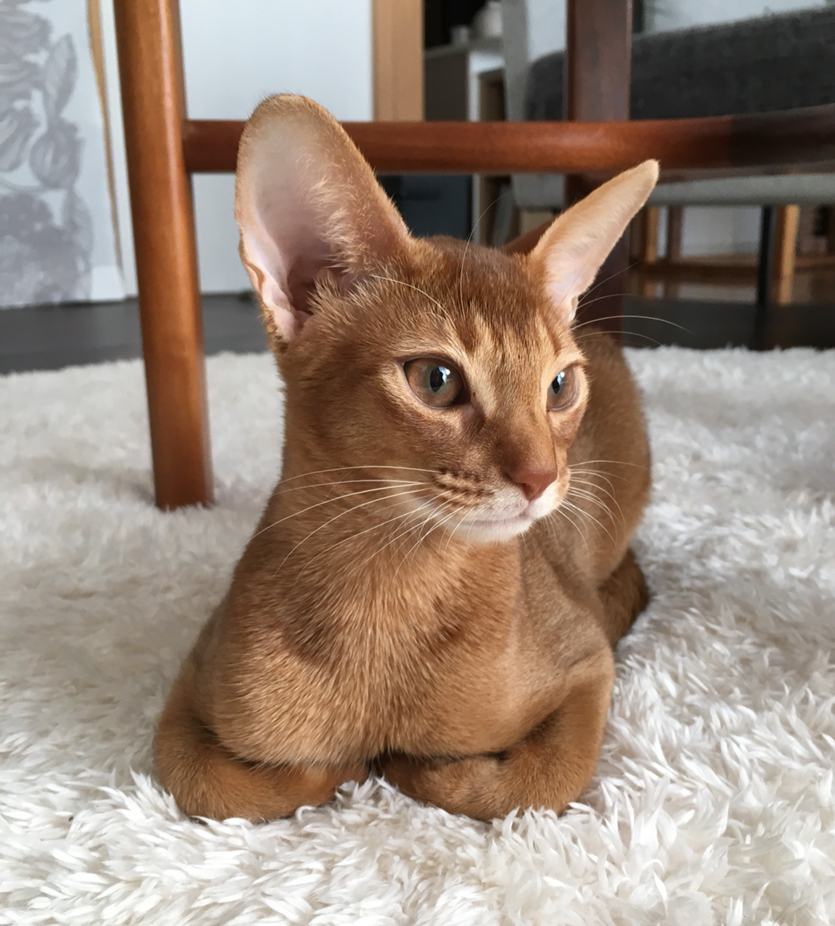 ひめちゃん 今日で 生後４ヶ月になりました 追写真あり おうちごはんとおかしとねこ Powered By ライブドアブログ