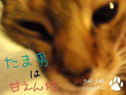 joli!joli!のおうちごはんとおかしとねこ♪