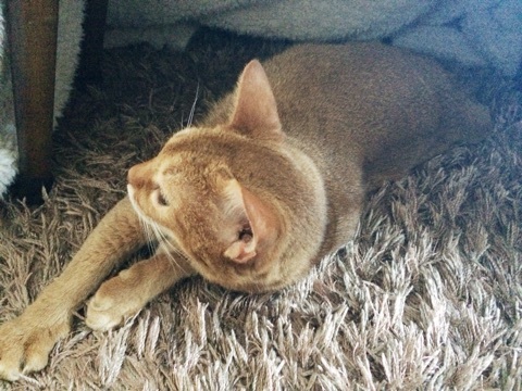 {E9FD8673-7ADB-4DA8-88B5-D2681FC9FCA7:01}