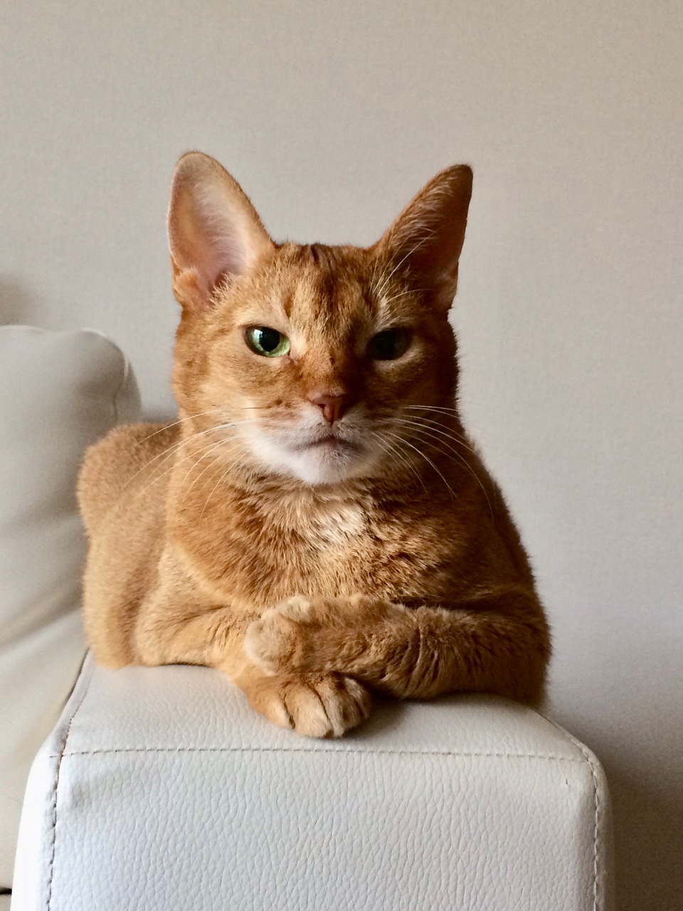 追画像 スーパーねこの日スクリーンショット おうちごはんとおかしとねこ Powered By ライブドアブログ