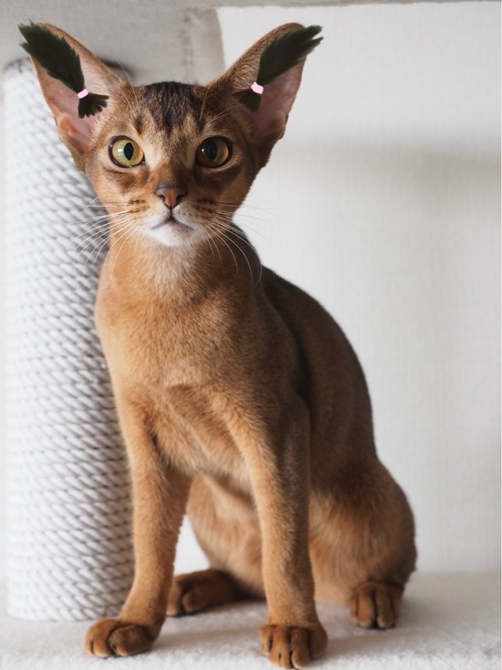 FullSizeRender