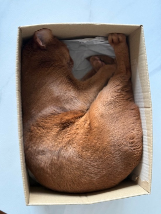 FullSizeRender