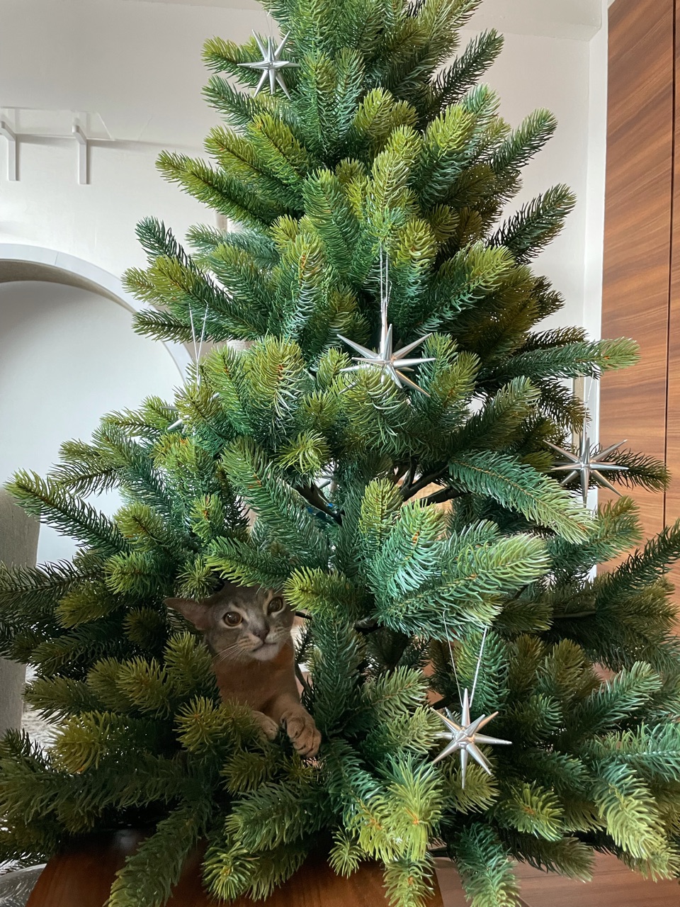 クリスマスツリーらしくなった 楽天のクリスマスグッズなど おうちごはんとおかしとねこ Powered By ライブドアブログ クリスマスツリーらしくなった 楽天のクリスマスグッズなど おうちごはんとおかしとねこ Powered By ライブドアブログ