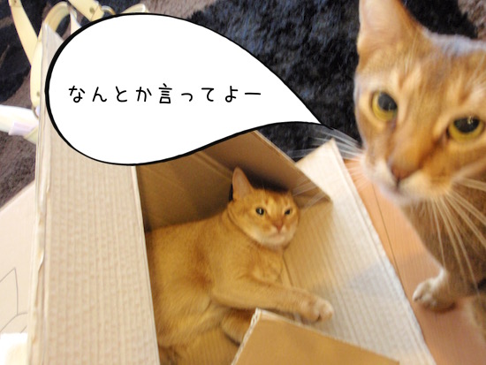 P5160156 のコピー