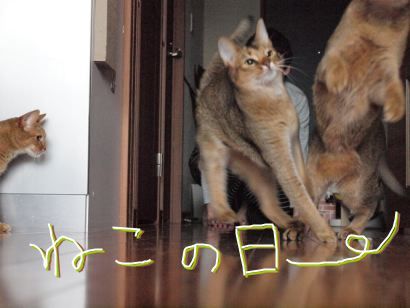 joli!joli!のおうちごはんとおかしとねこ♪
