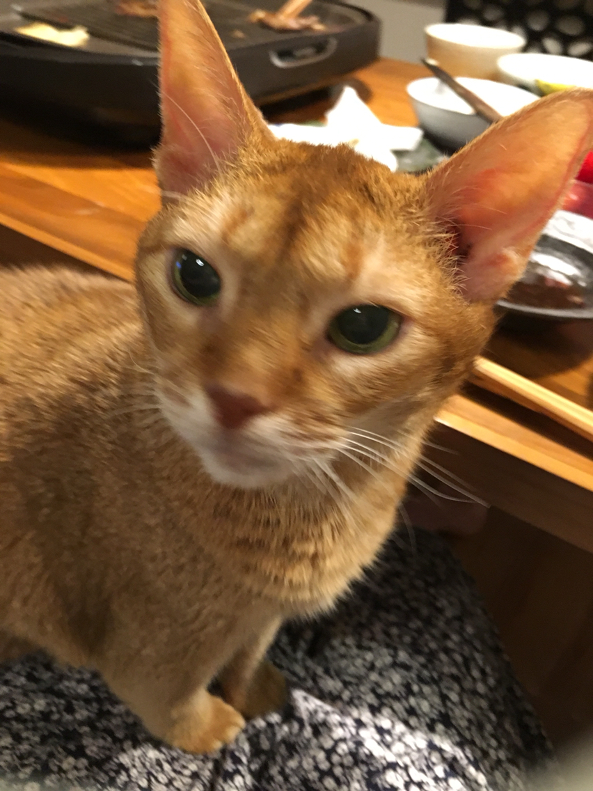 今日は ジンギスカン おうちごはんとおかしとねこ Powered By ライブドアブログ 今日は ジンギスカン おうちごはんとおかしとねこ Powered By ライブドアブログ