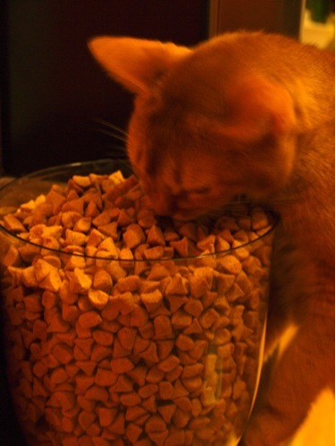 joli!joli!のおうちごはんとおかしとねこ♪