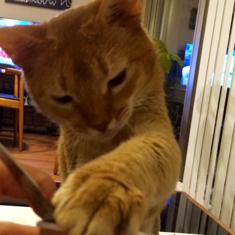 {21B27CCC-C01D-4D97-BEE8-594B214B51C3:01}