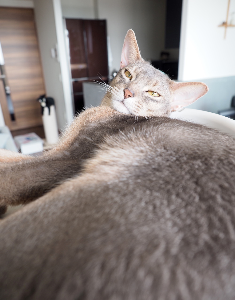 猫がいても飾れる観葉植物 エバーフレッシュ を置いてみた おうちごはんとおかしとねこ Powered By ライブドアブログ 猫がいても飾れる観葉植物 エバーフレッシュ を置いてみた おうちごはんとおかしとねこ Powered By ライブドアブログ