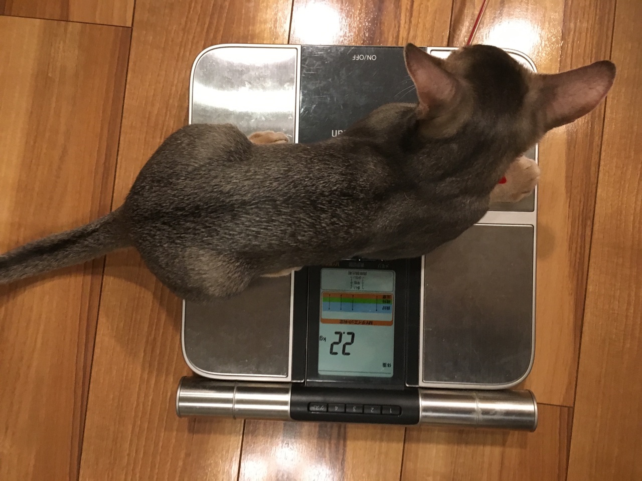 子猫時代のとのひめ 生後4ヶ月頃の体重測定とか おうちごはんとおかしとねこ Powered By ライブドアブログ 子猫時代のとのひめ 生後4ヶ月頃の体重測定とか おうちごはんとおかしとねこ Powered By ライブドアブログ