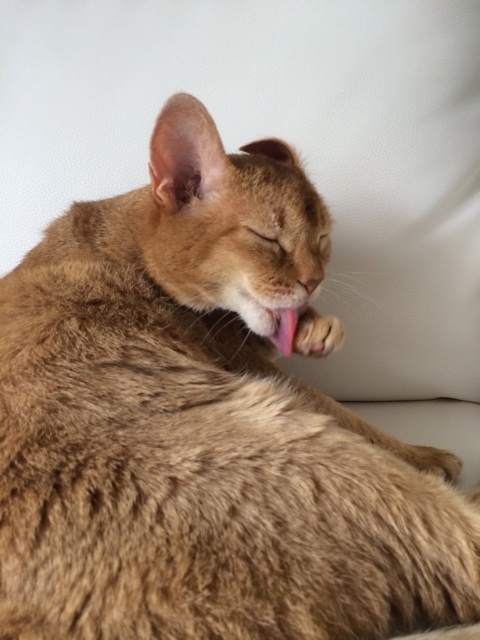 {95C81ABD-2015-4D14-98B8-6B44F0459E93:01}