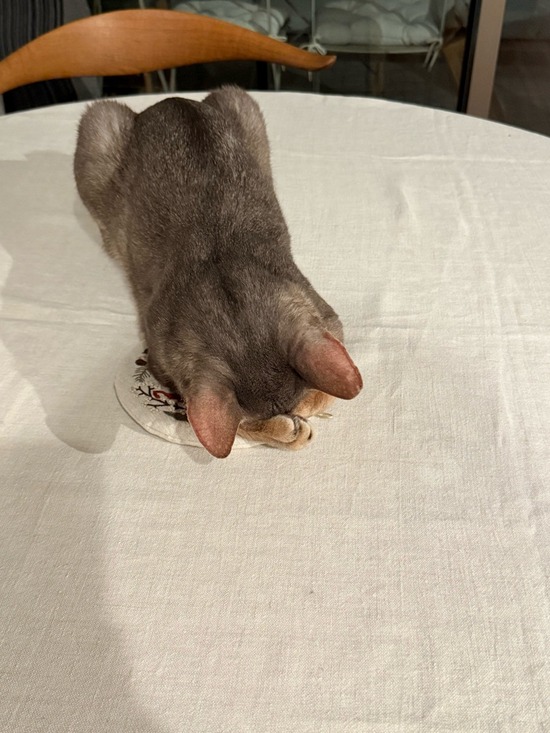 FullSizeRender
