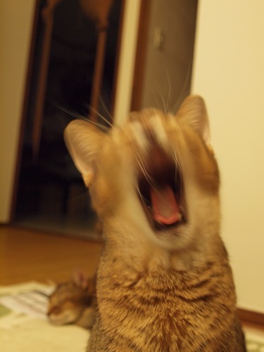 joli!joli!のおうちごはんとおかしとねこ♪