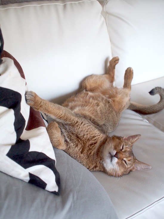 CEECC84E-58DE-4388-B9BF-D02BA20C3C08