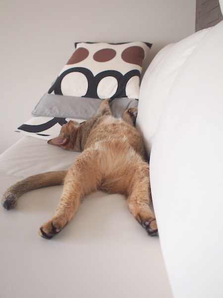 P8298720 のコピー