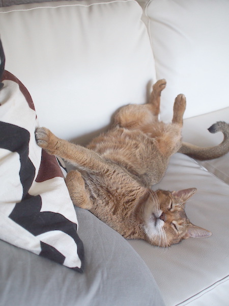 P8278689 のコピー