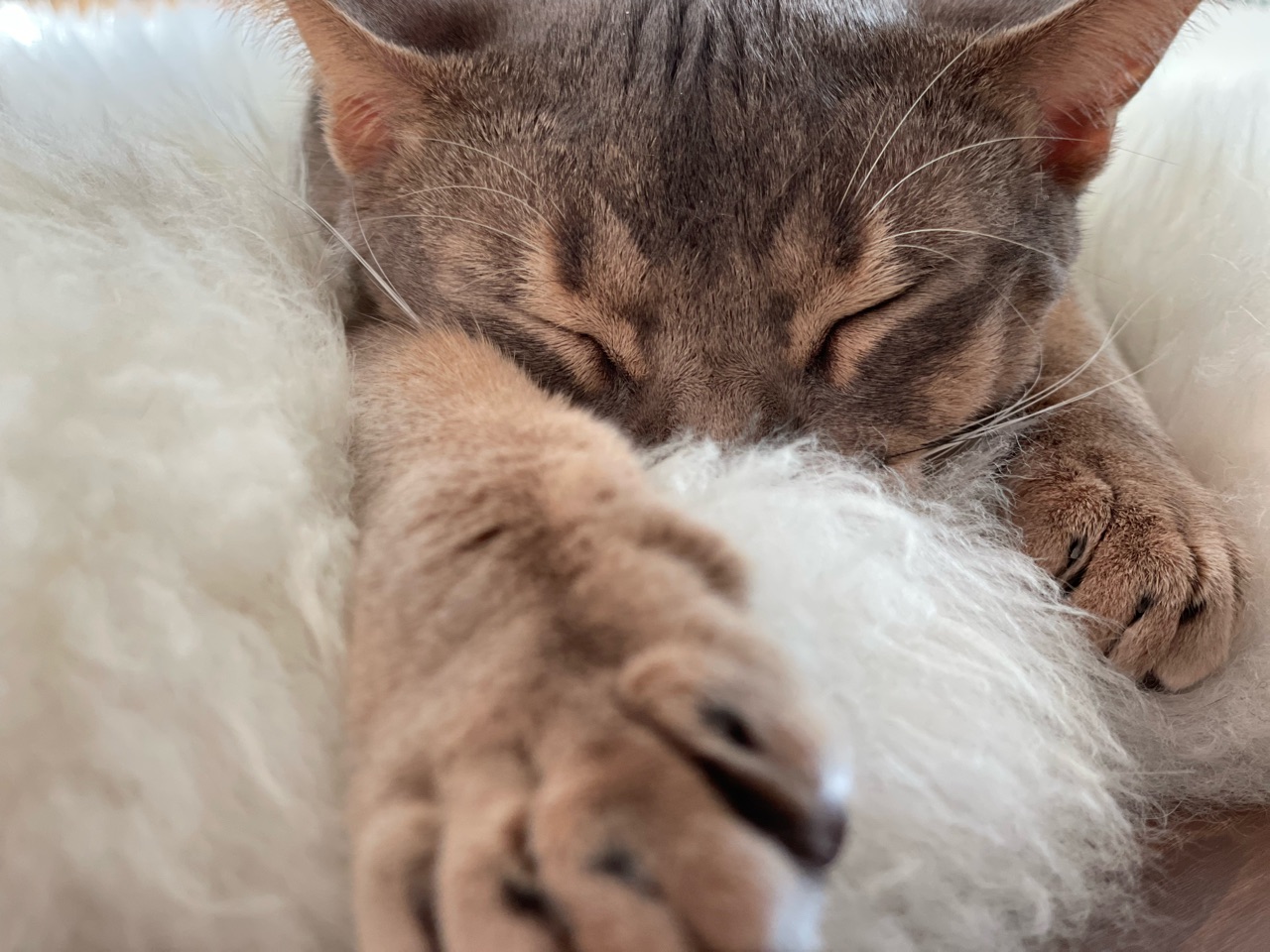 わか坊のふて寝 おうちごはんとおかしとねこ Powered By ライブドアブログ わか坊のふて寝 おうちごはんとおかしとねこ Powered By ライブドアブログ