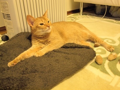 joli!joli!のおうちごはんとおかしとねこ♪