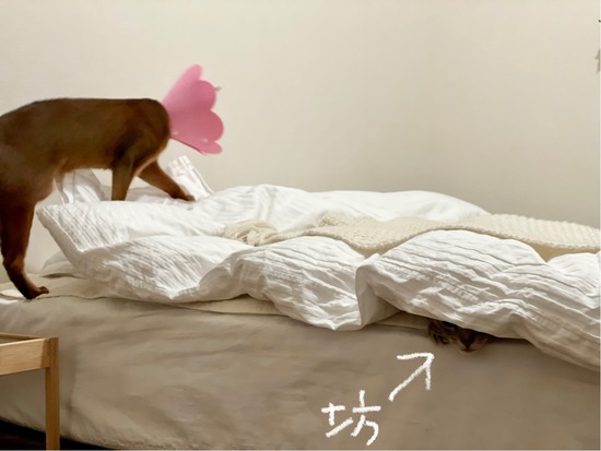 FullSizeRender