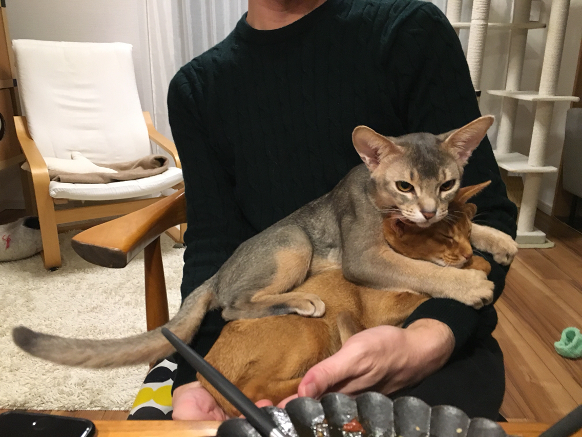 2匹同時お膝にデレデレ : おうちごはんとおかしとねこ Powered by