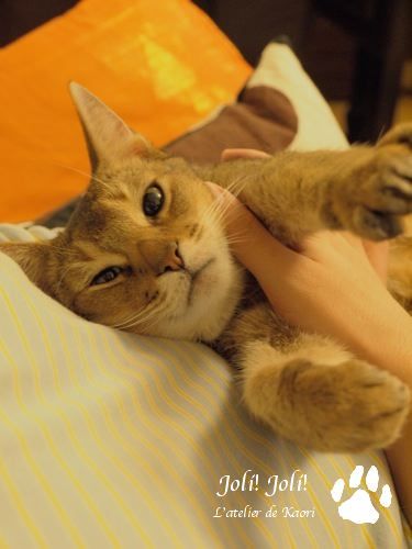 joli!joli!のおうちごはんとおかしとねこ♪