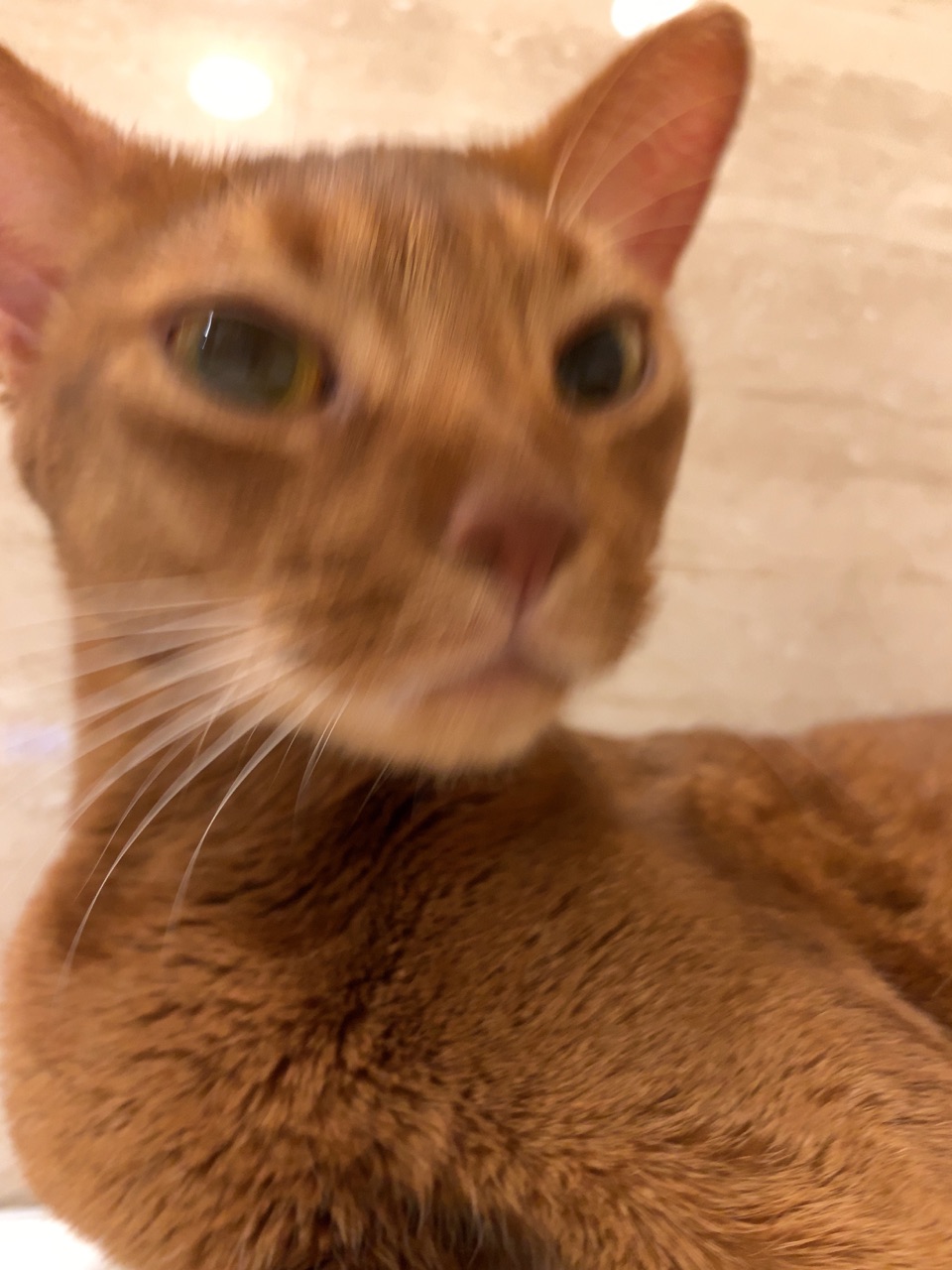 天使の寝顔 W おうちごはんとおかしとねこ Powered By ライブドアブログ 天使の寝顔 W おうちごはんとおかしとねこ Powered By ライブドアブログ