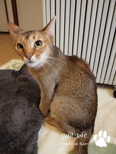 joli!joli!のおうちごはんとおかしとねこ♪