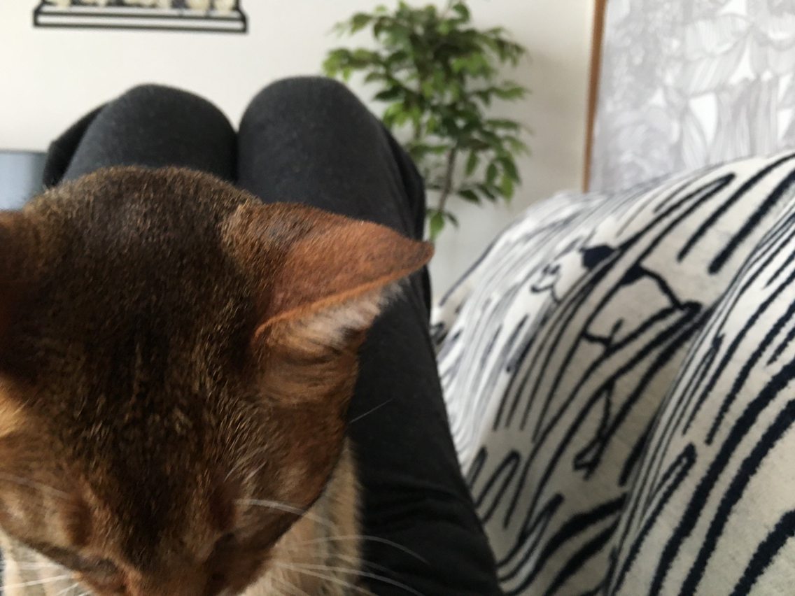 猫 前足 乗せ て くる 猫 前足 乗せ て くる