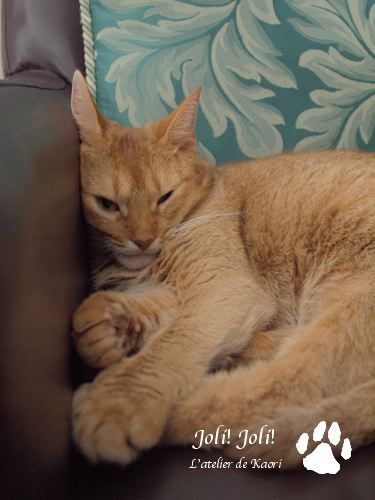 joli!joli!のおうちごはんとおかしとねこ♪