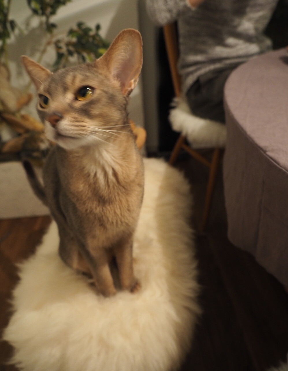 市販のソースを使ったけど よだれ鶏 を初めて食べた夜ごはん おうちごはんとおかしとねこ Powered By ライブドアブログ