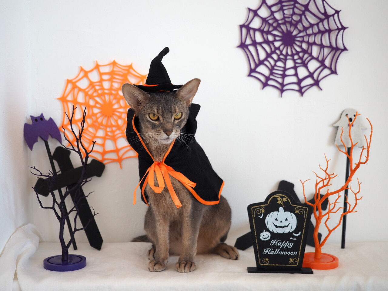 猫たちのhalloween 仮装 あっさり成功しました おうちごはんとおかしとねこ Powered By ライブドアブログ 猫たちのhalloween 仮装 あっさり成功しました おうちごはんとおかしとねこ Powered By ライブドアブログ