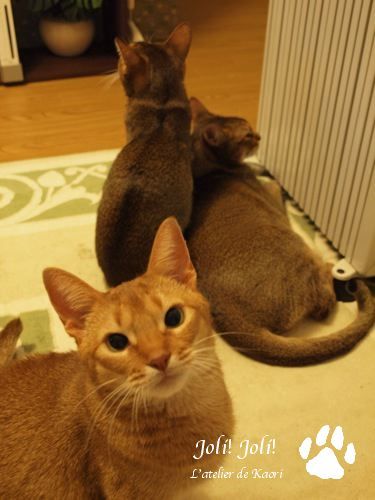 joli!joli!のおうちごはんとおかしとねこ♪