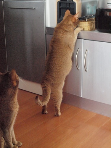 joli!joli!のおうちごはんとおかしとねこ♪