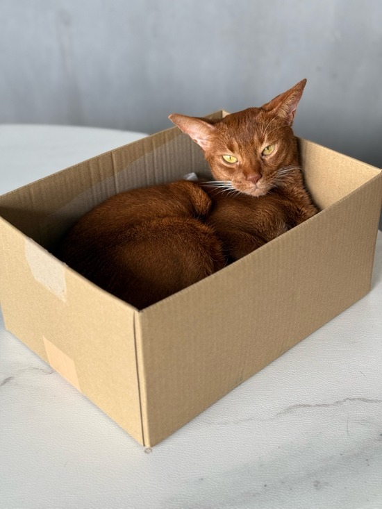 FullSizeRender