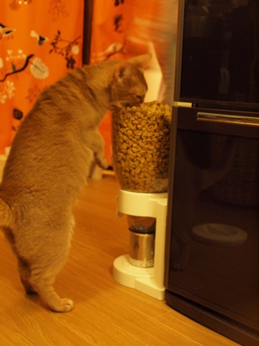 joli!joli!のおうちごはんとおかしとねこ♪