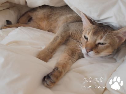 joli!joli!のおうちごはんとおかしとねこ♪