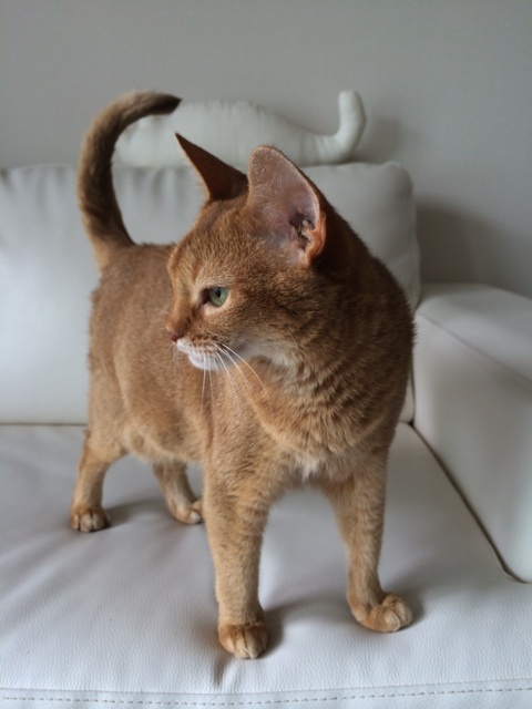 {456D95BE-F1AB-486A-B9E1-FAB8A495A752:01}