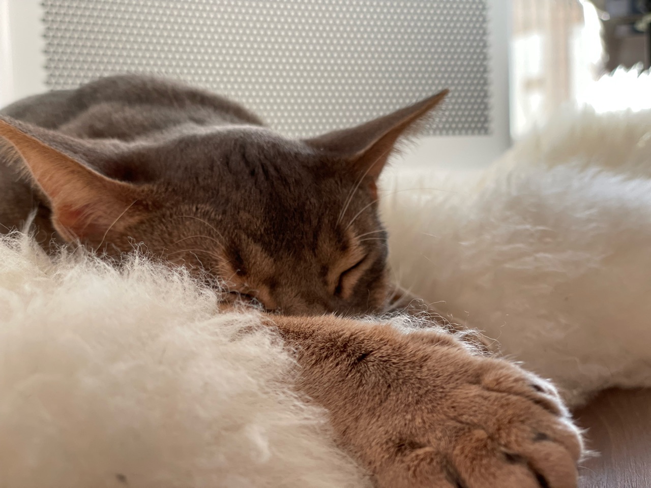 わか坊のふて寝 おうちごはんとおかしとねこ Powered By ライブドアブログ わか坊のふて寝 おうちごはんとおかしとねこ Powered By ライブドアブログ