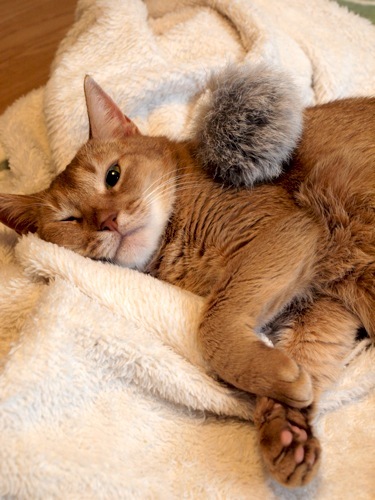 joli!joli!のおうちごはんとおかしとねこ♪